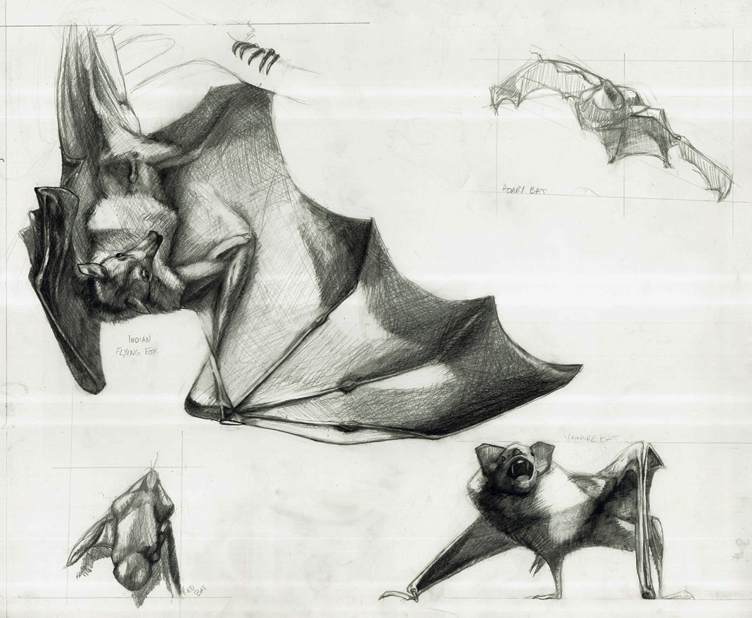 Various Bats Study